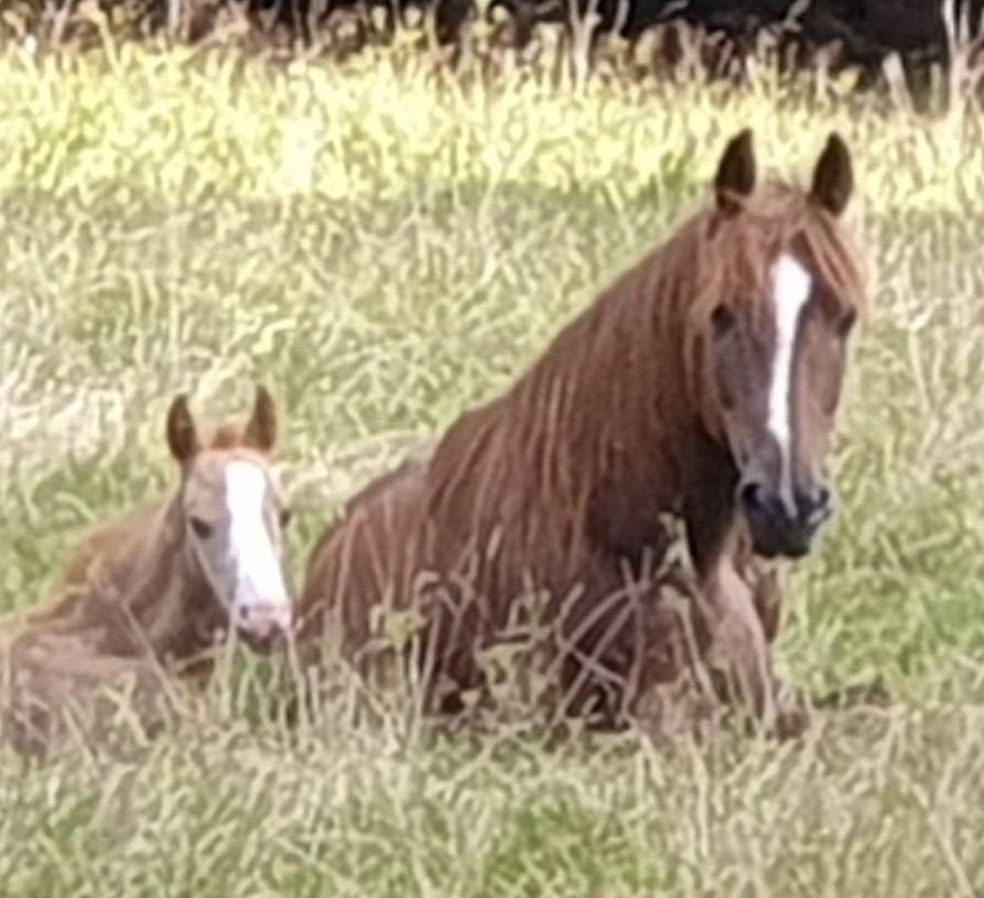 pferd-susanne-hoerenz